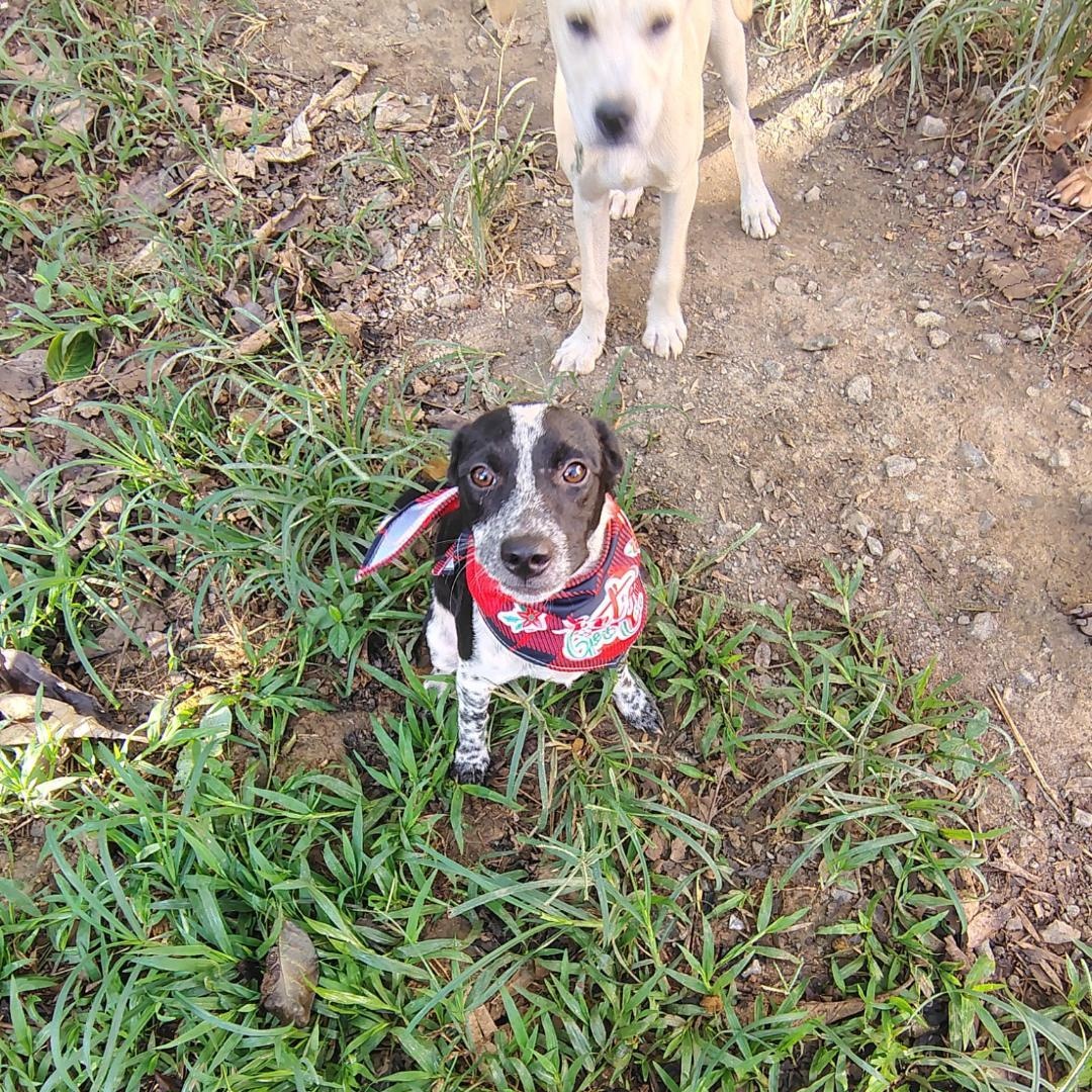 Easton, a Adoptable mixed breed image 1/2