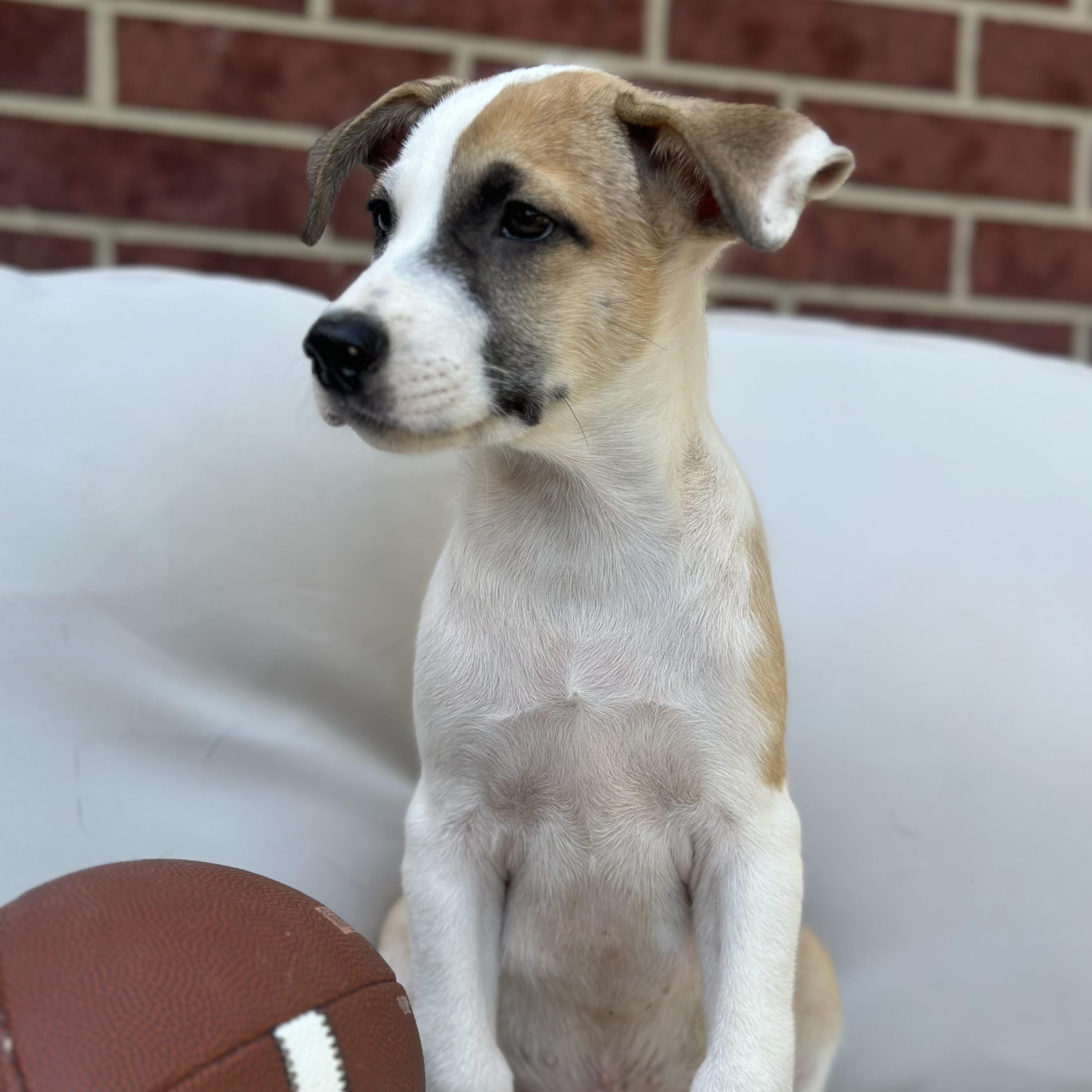 Scout, Baby Male unknown