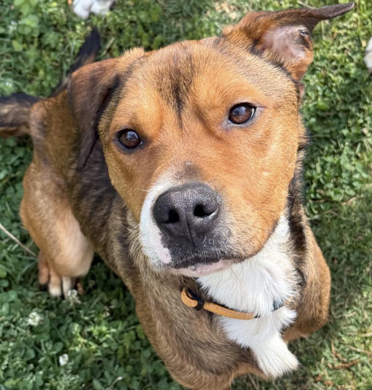Ferris Bueller, ADOPTABLE, Adult Male Shepherd.