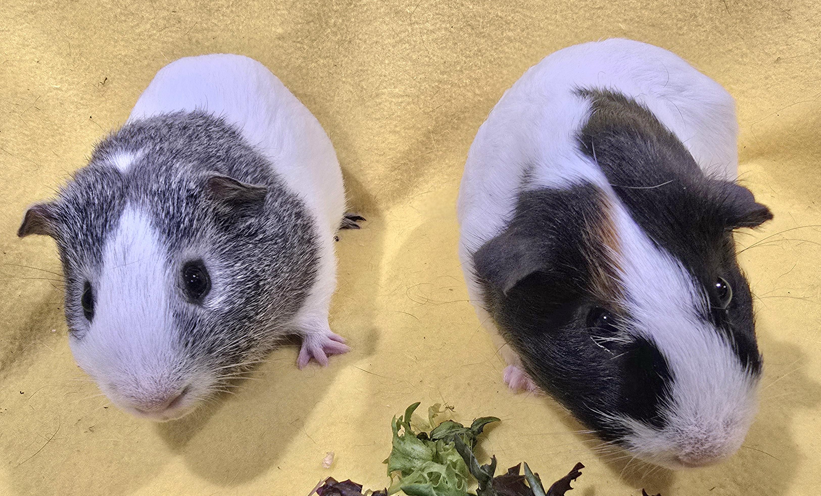 Barney and Noah, ADOPTABLE, Young Male Guinea Pig.