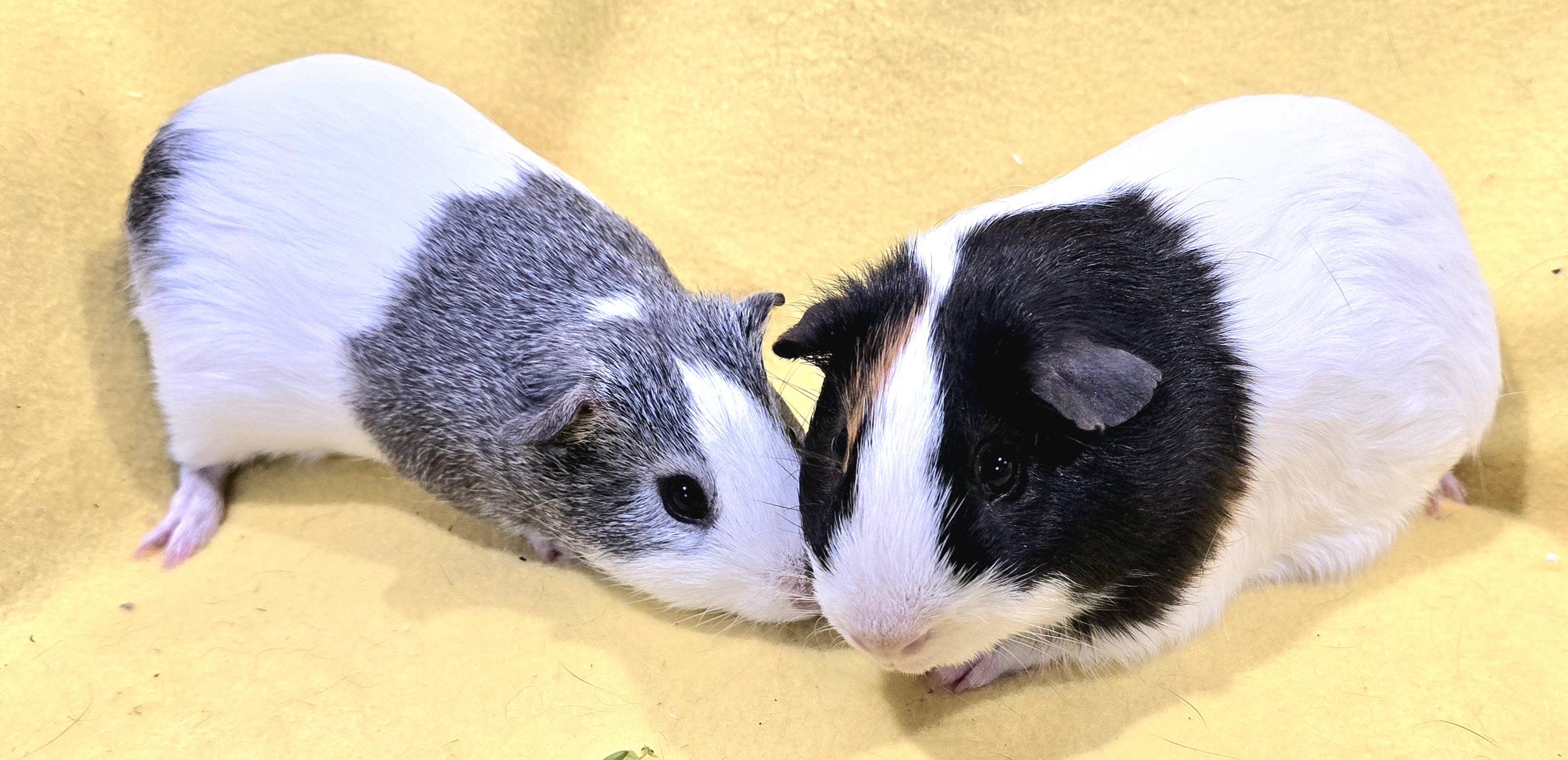 Enlarge Barney and Noah, a ADOPTABLE Guinea Pig in New Kensington, PA image 3/3