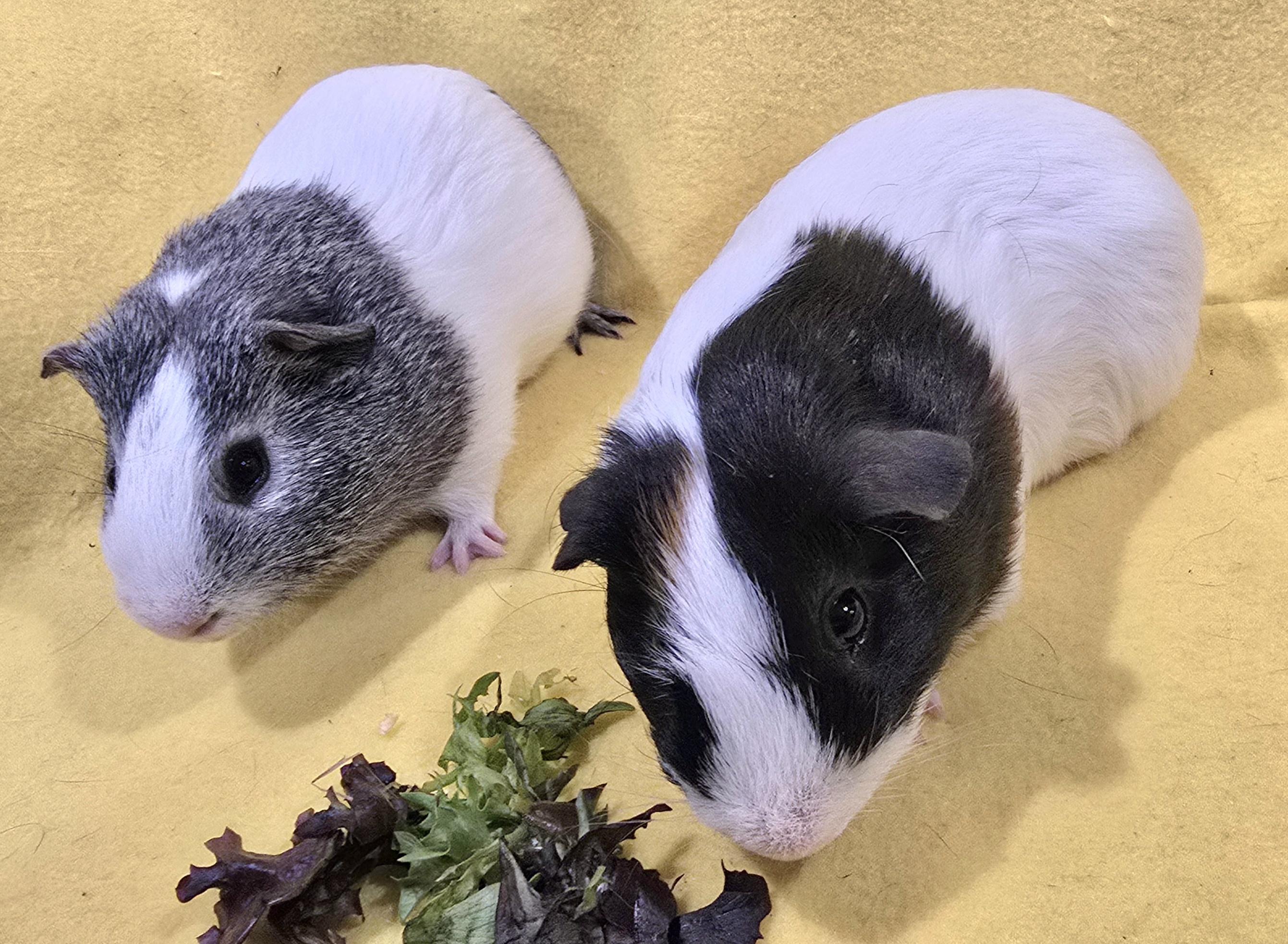 Enlarge Barney and Noah, a ADOPTABLE Guinea Pig in New Kensington, PA image 2/3