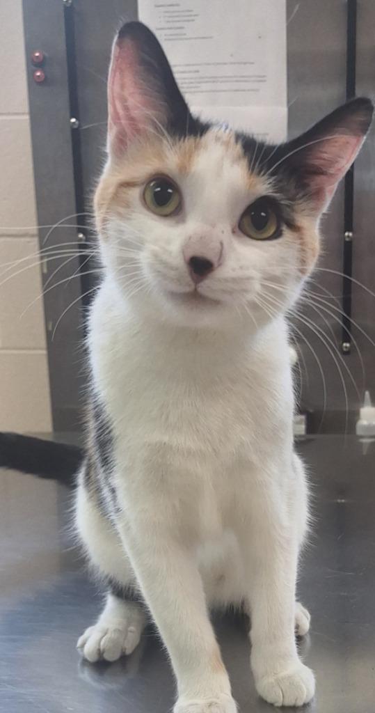 Shirley, Adoptable, Young Female Domestic Short Hair.