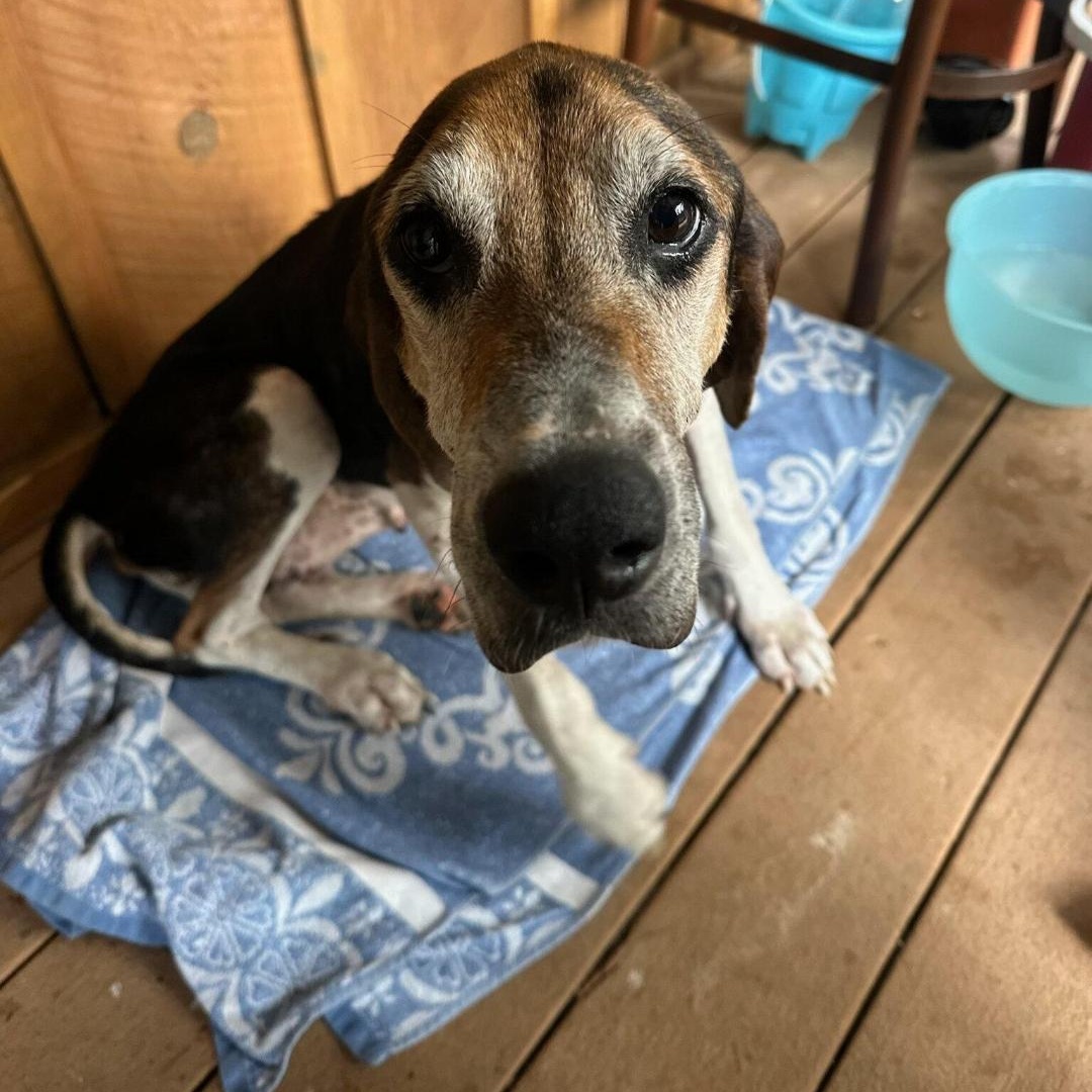 Hazel, Adoptable, Senior Female Treeing Walker Coonhound.