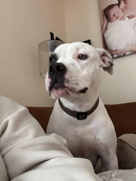 Dude, Adoptable, Young Male Mixed Breed.