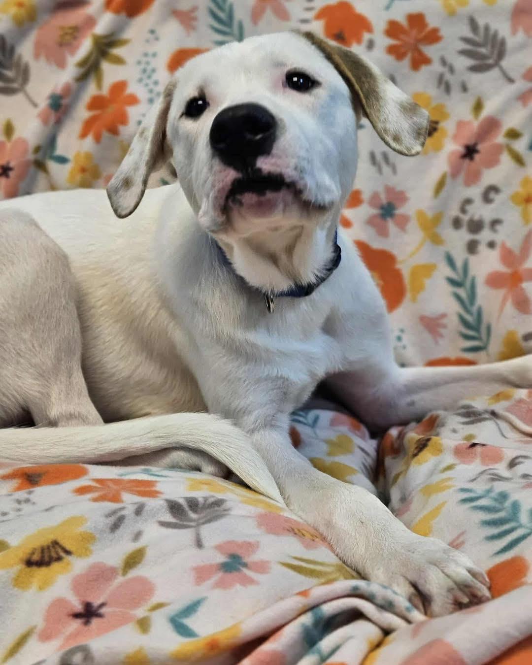 Brawnie, Adoptable, Puppy Male Labrador Retriever & Great Pyrenees.