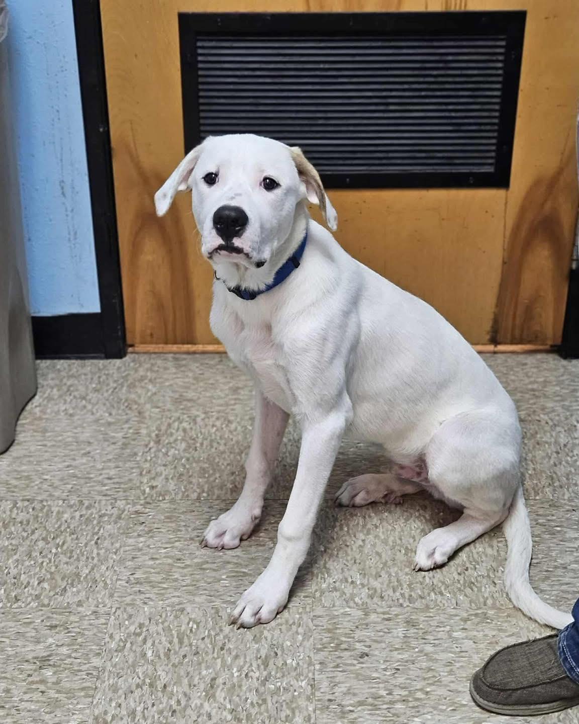 Brawnie, a Adoptable mixed breed in Broken Arrow, OK image 2/3