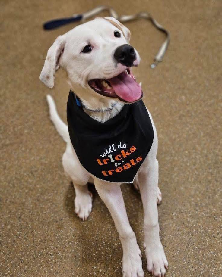 Brawnie, a Adoptable mixed breed in Broken Arrow, OK image 3/3