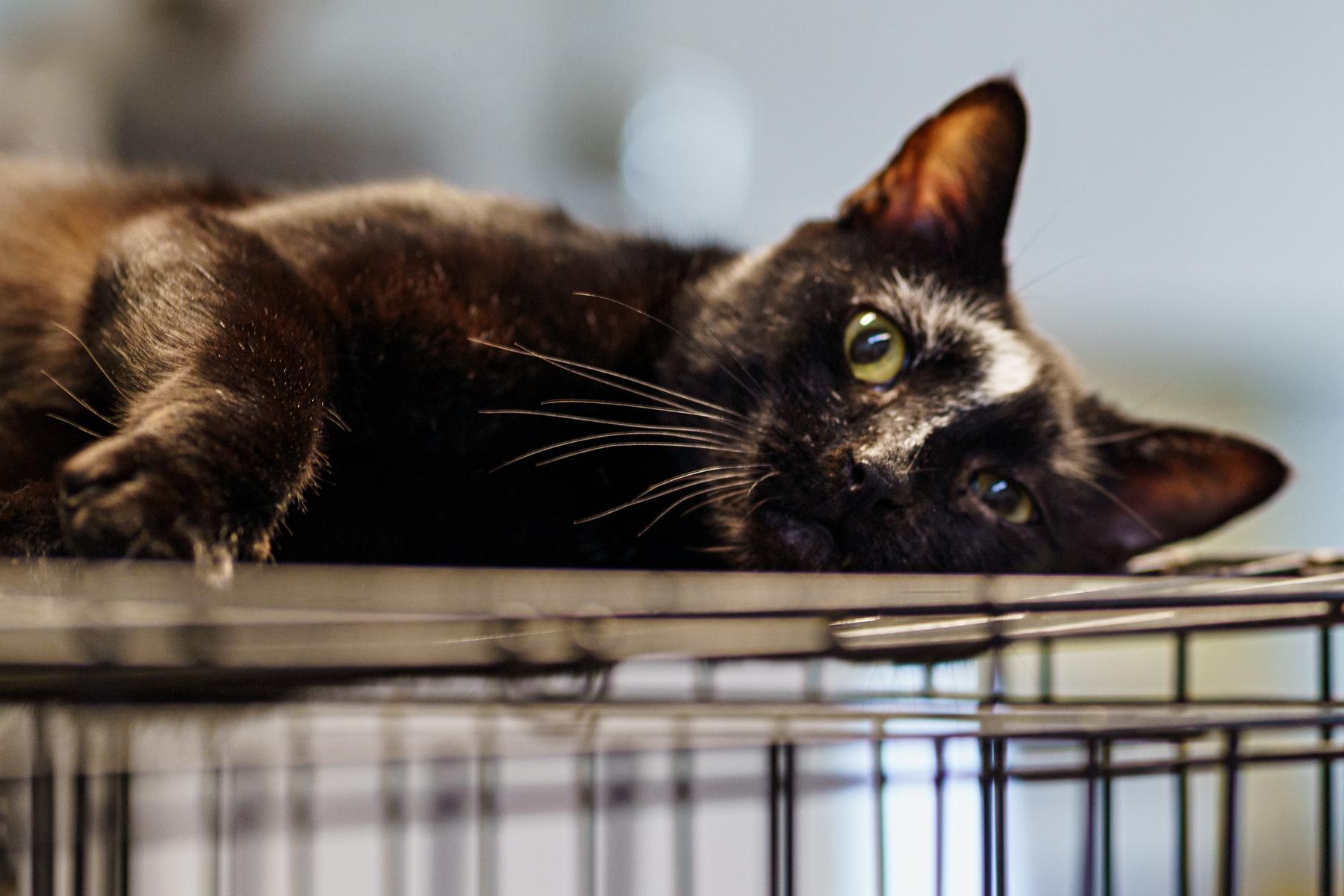 Minnie Pearl, Adoptable, Adult Female American Shorthair.