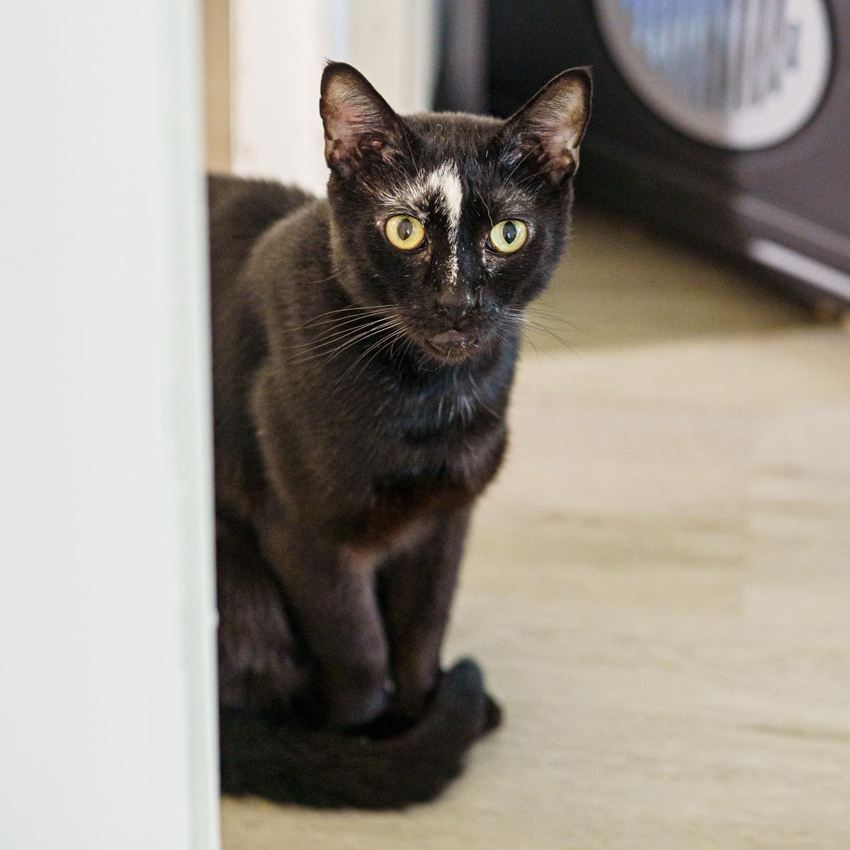 Lightning, Adoptable, Adult Male American Shorthair.