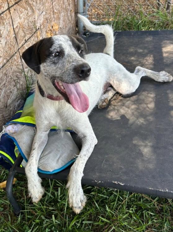 Enlarge Sonny Unique Loving Little Boy Shggy Little Boy, a Adoptable mixed breed in Danbury, CT image 2/2