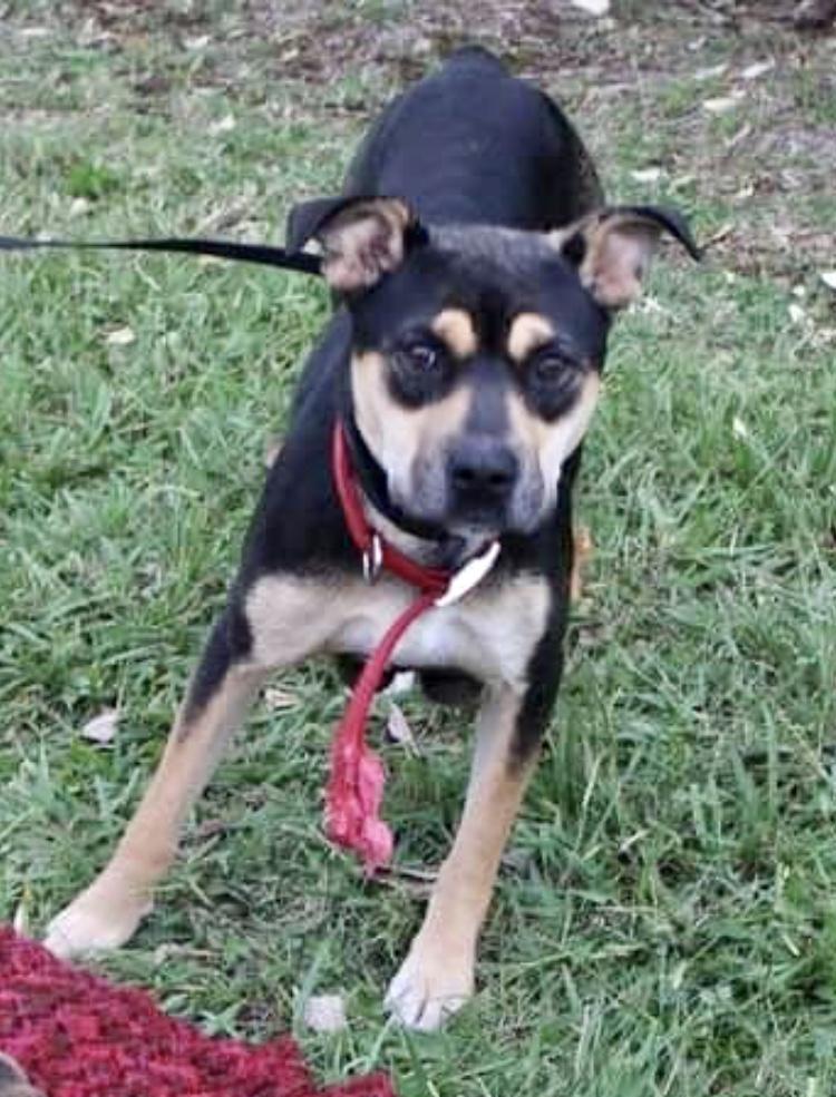 Enlarge Mama Miley- URGENT!, a Adoptable mixed breed in Springfield, TN image 1/1