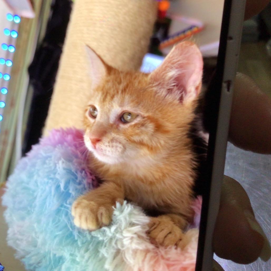 Austin, Adoptable, Kitten Male Domestic Short Hair.