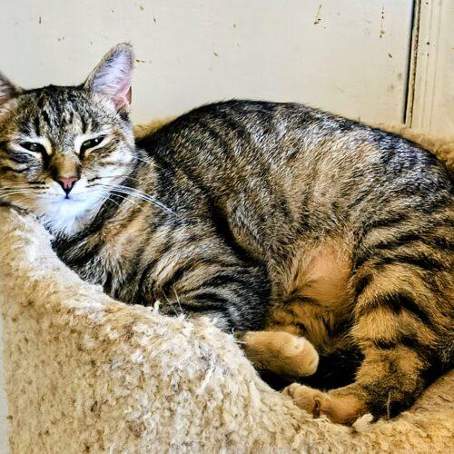 Enlarge Jill, a Adoptable Domestic Short Hair in Newton, NC image 2/2