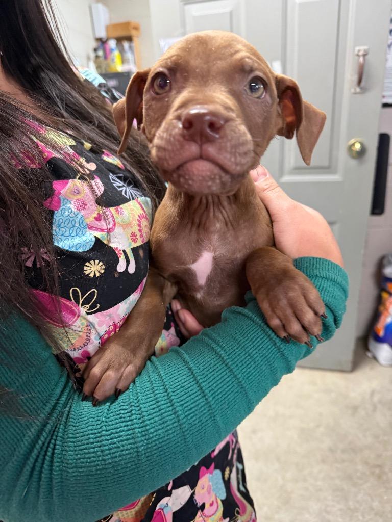 Sinatra, Adopted, Puppy Male Boxer & Pit Bull Terrier.