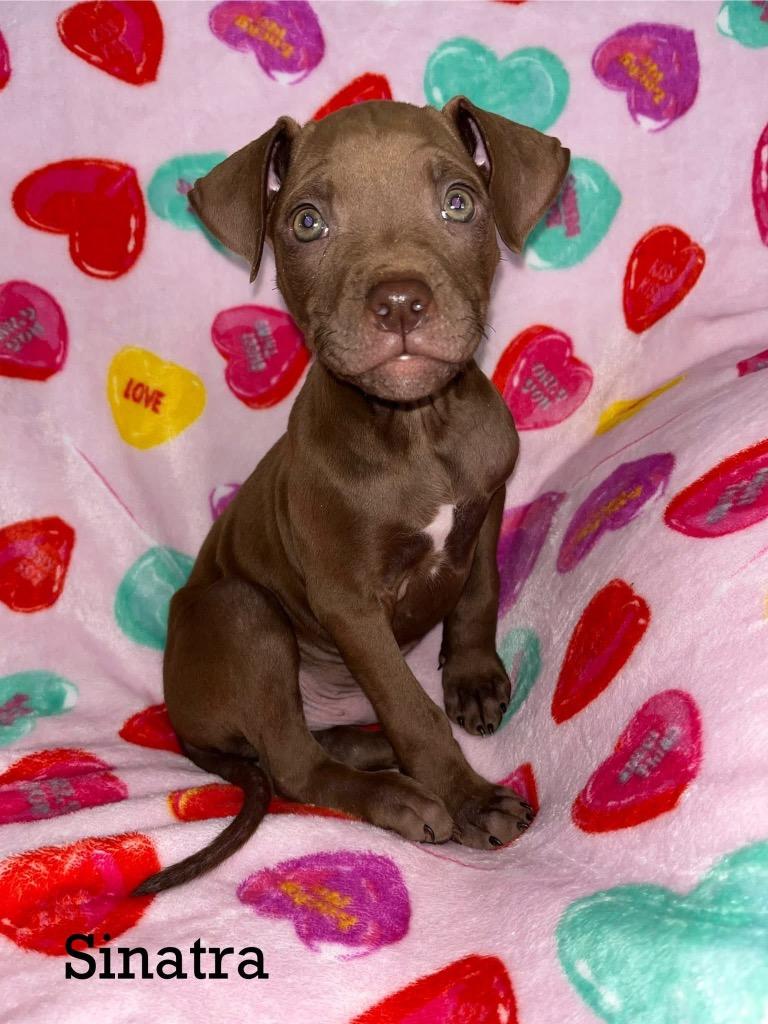 Enlarge Sinatra, a Adopted mixed breed in Murray, KY image 2/3