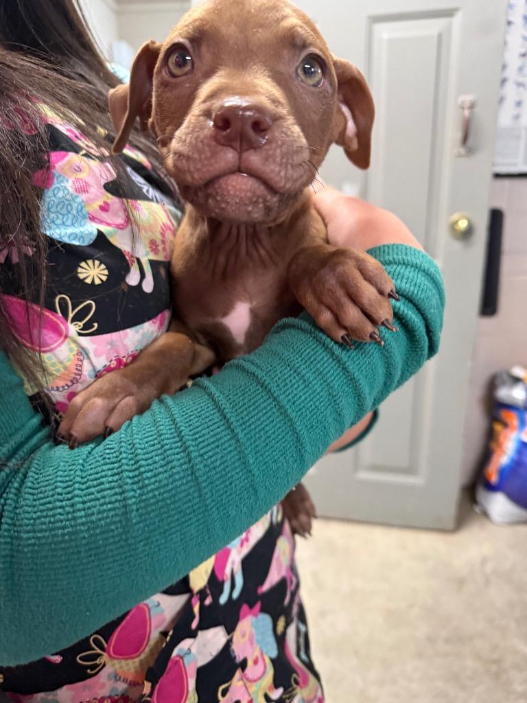 Enlarge Sinatra, a Adopted mixed breed in Murray, KY image 3/3