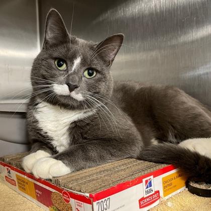 Enlarge Perrington, a Adoptable mixed breed in Wheaton, IL image 1/2