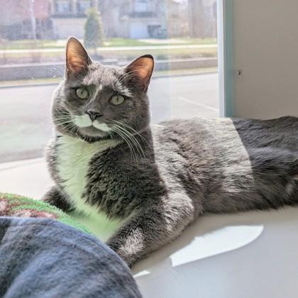 Enlarge Perrington, a Adoptable mixed breed in Wheaton, IL image 2/2