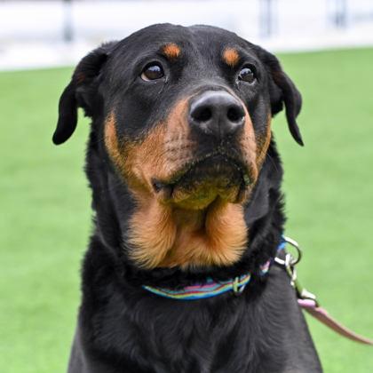 -JOSIE in Maine, ADOPTABLE, Senior Female Rottweiler.