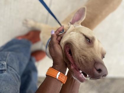 Tinkerbell — thumbnail 2