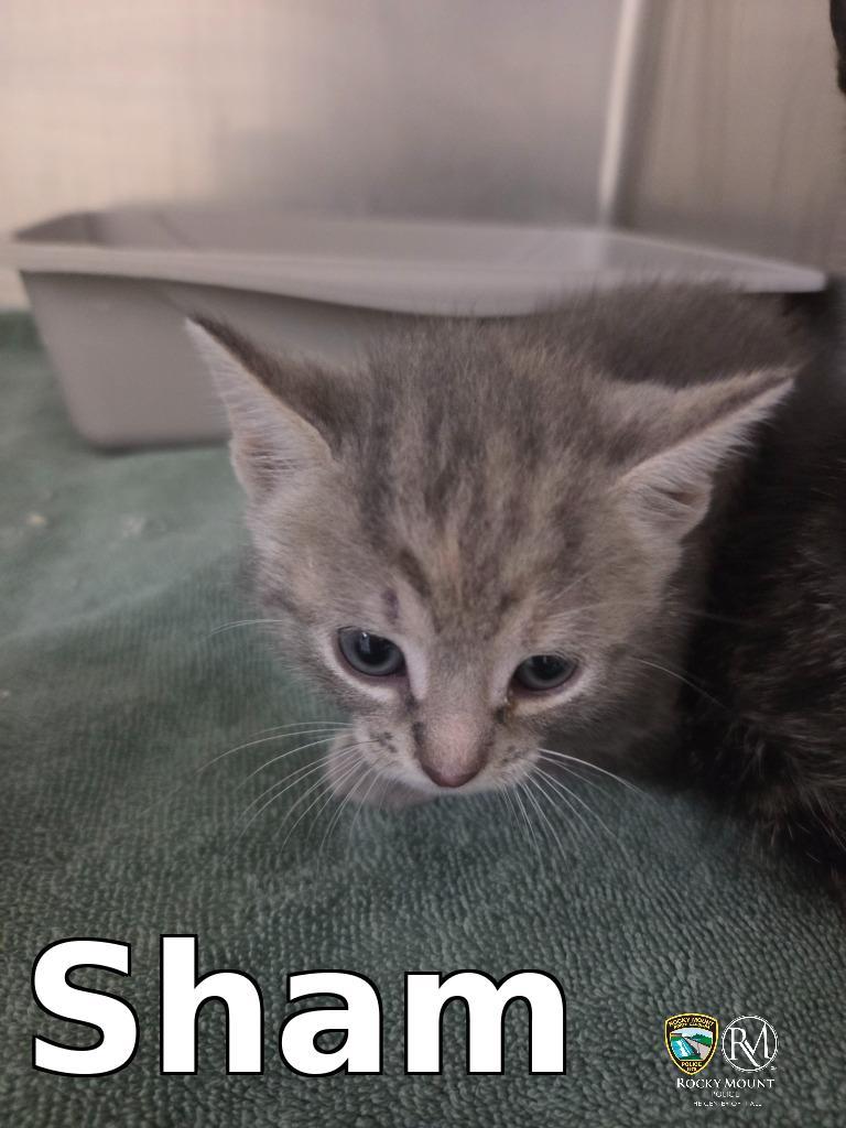 Sham, Adoptable, Kitten Male Domestic Short Hair.