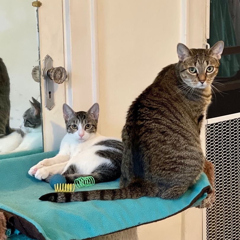 Sandy, a Adoptable Tabby in Houston, TX image 2/13