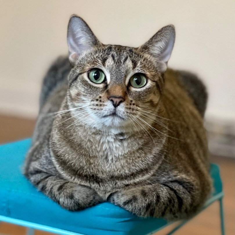 Sandy, a Adoptable Tabby in Houston, TX image 3/13