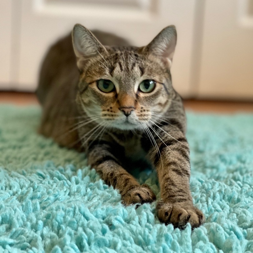 Sandy, a Adoptable Tabby in Houston, TX image 4/13