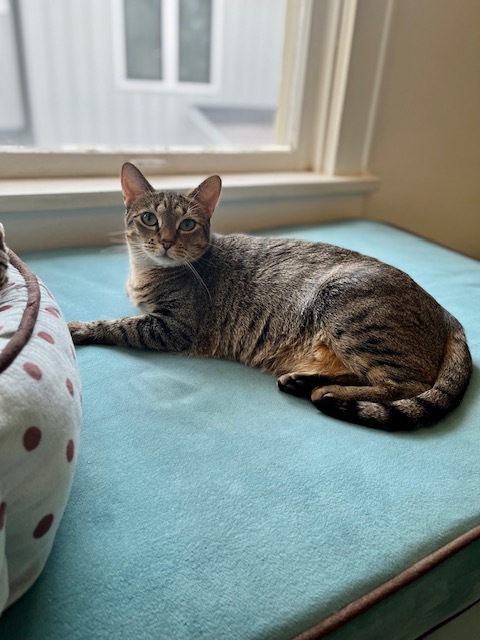 Sandy, a Adoptable Tabby in Houston, TX image 5/13