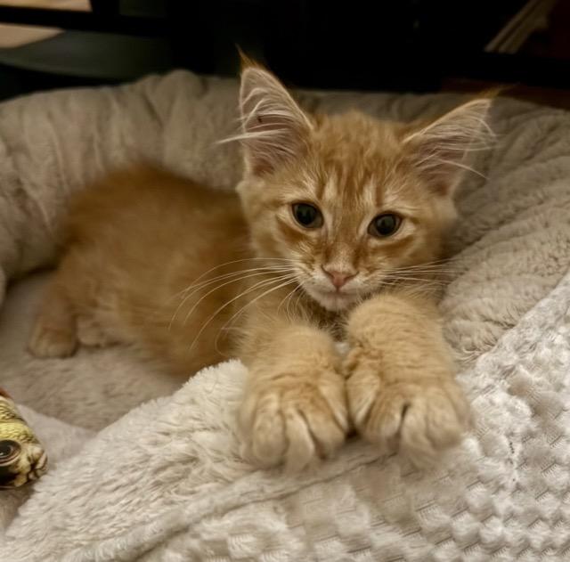 Buffy & Spike, Adoptable, Kitten Female Domestic Short Hair.
