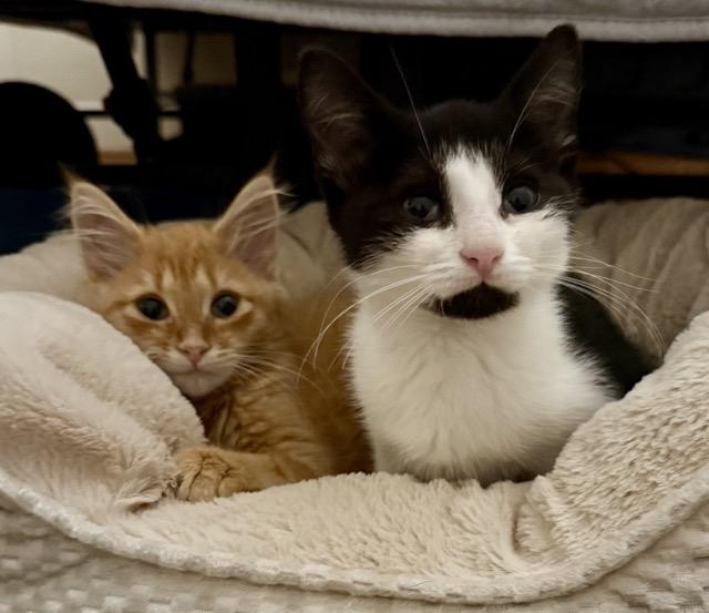 Buffy & Spike, a Adoptable Domestic Short Hair in Mount Airy, NC image 2/5