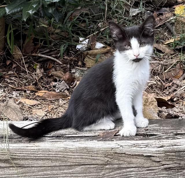 Buffy & Spike, a Adoptable Domestic Short Hair in Mount Airy, NC image 3/5