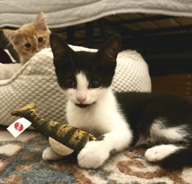 Buffy & Spike, a Adoptable Domestic Short Hair in Mount Airy, NC image 4/5