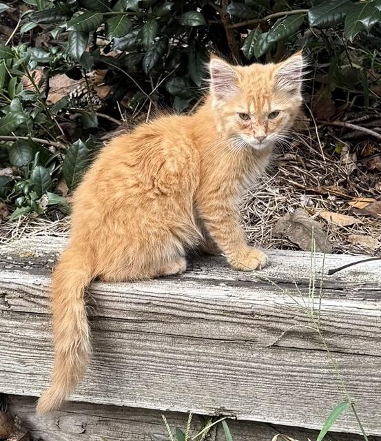 Buffy & Spike, a Adoptable Domestic Short Hair in Mount Airy, NC image 5/5
