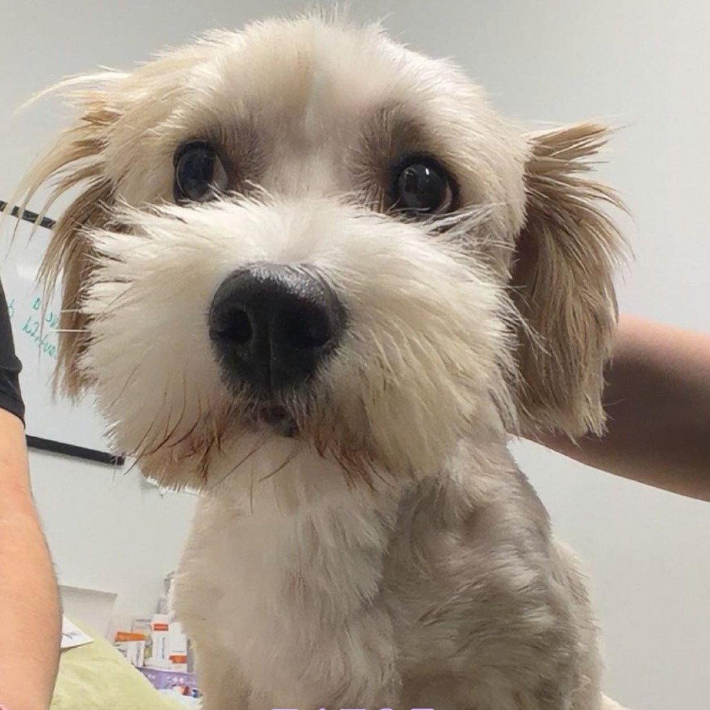 FABLE, Adopted, Adult Male Maltese & Dachshund.