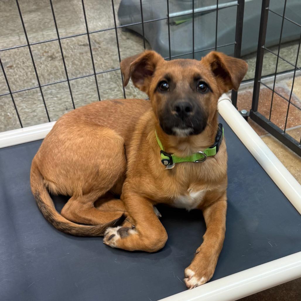 FWT Sweet Pea, Adoptable, Young Female Mixed Breed.