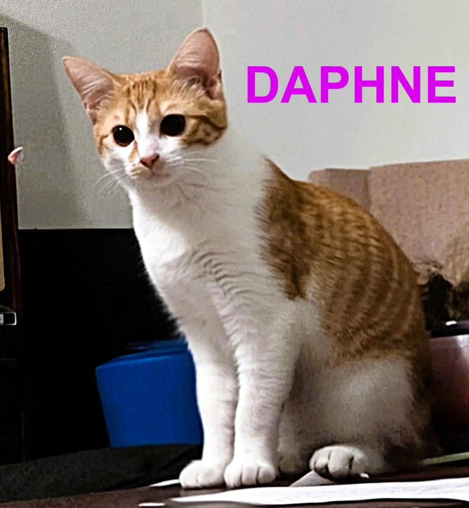 Daphne, Adoptable, Young Female Domestic Short Hair.