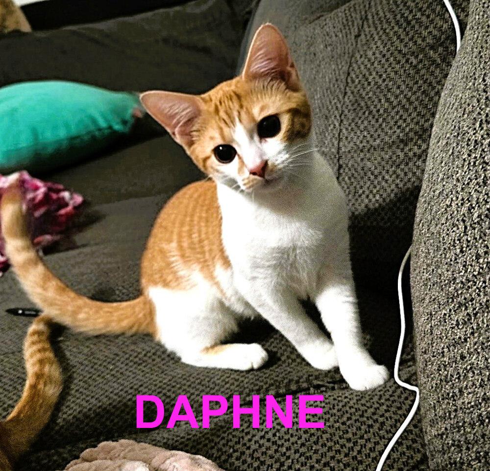 Enlarge Daphne, a Adoptable mixed breed in Mooresville, NC image 3/5