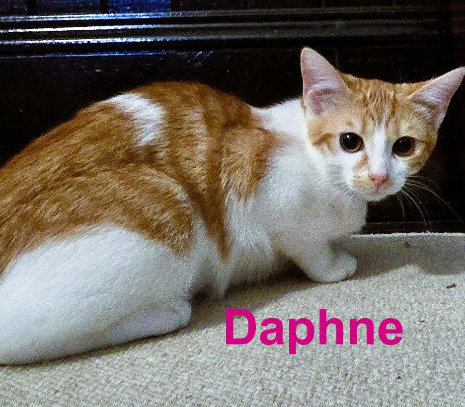 Enlarge Daphne, a Adoptable mixed breed in Mooresville, NC image 4/5