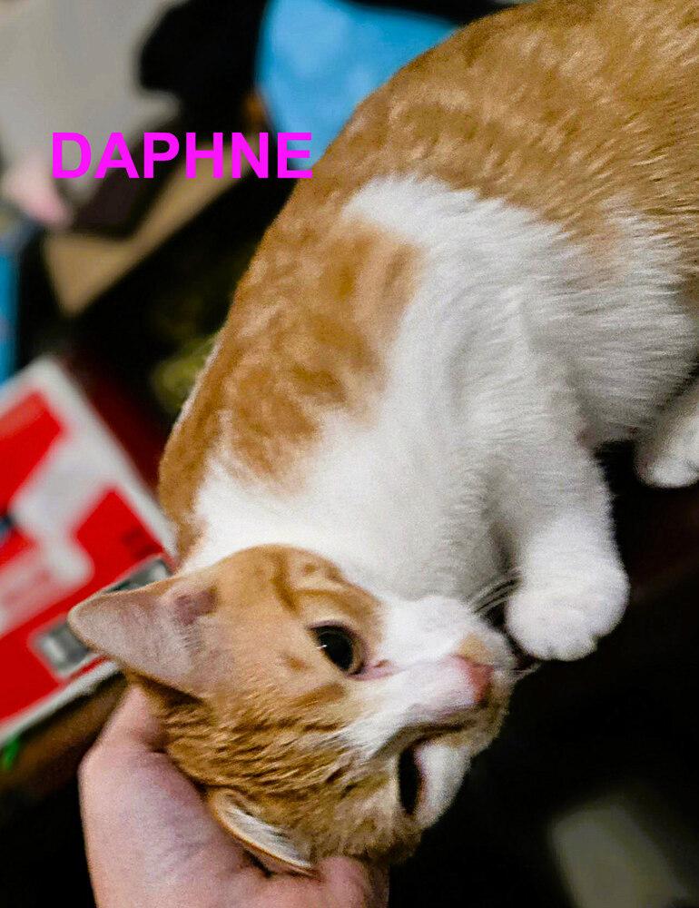 Enlarge Daphne, a Adoptable mixed breed in Mooresville, NC image 5/5