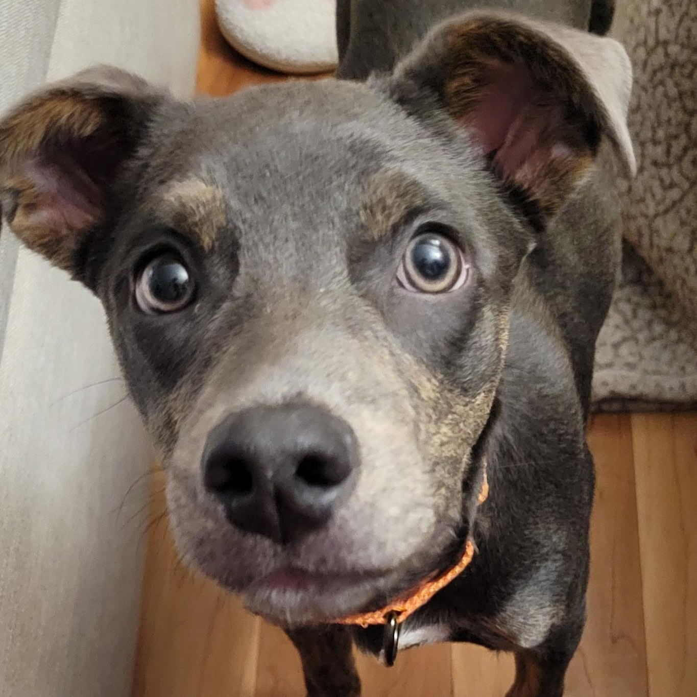 Peanut, a Adoptable Mixed Breed in Hopkinton, MA image 5/6