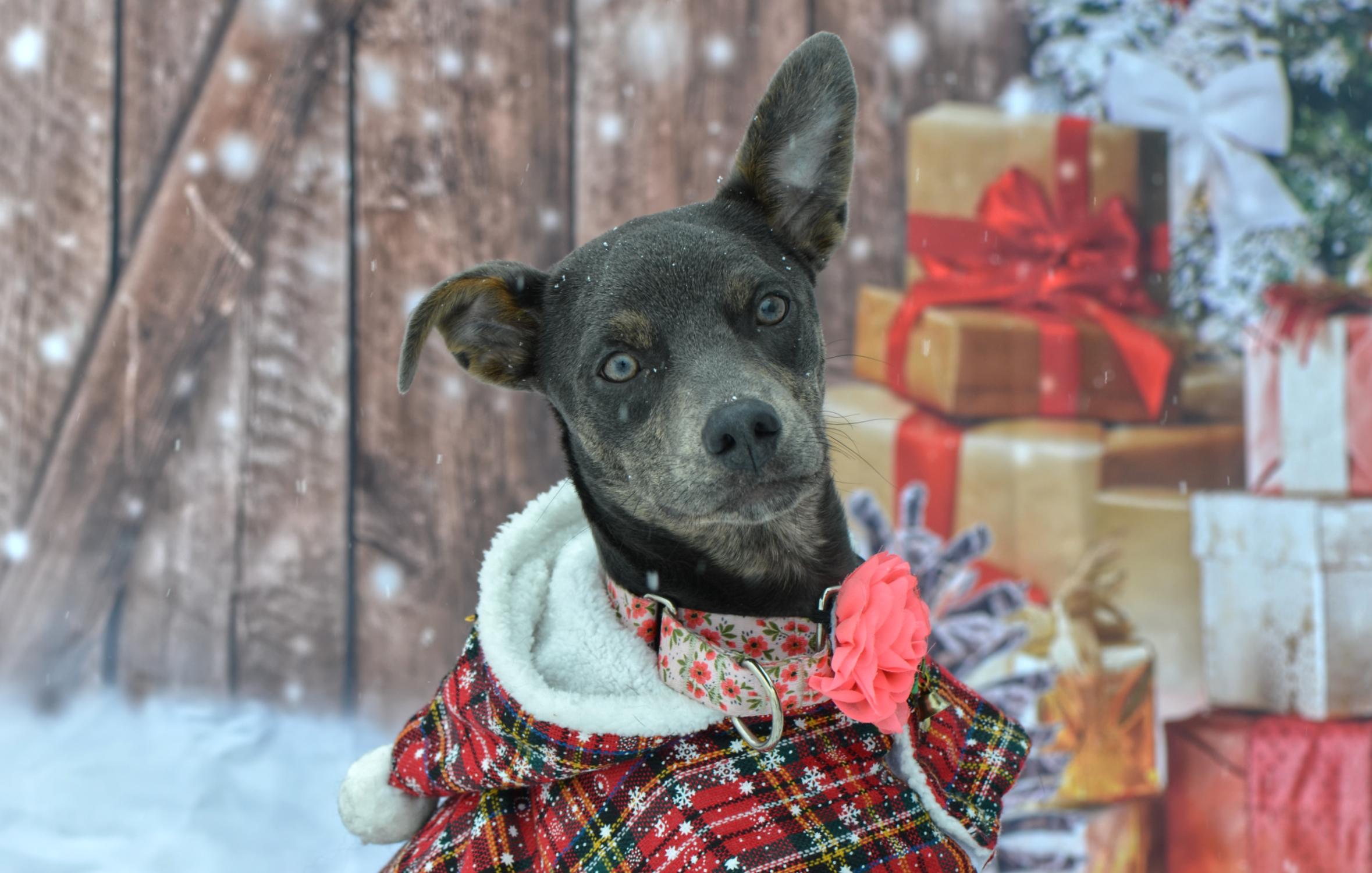 Peanut, a Adoptable Mixed Breed in Hopkinton, MA image 1/6