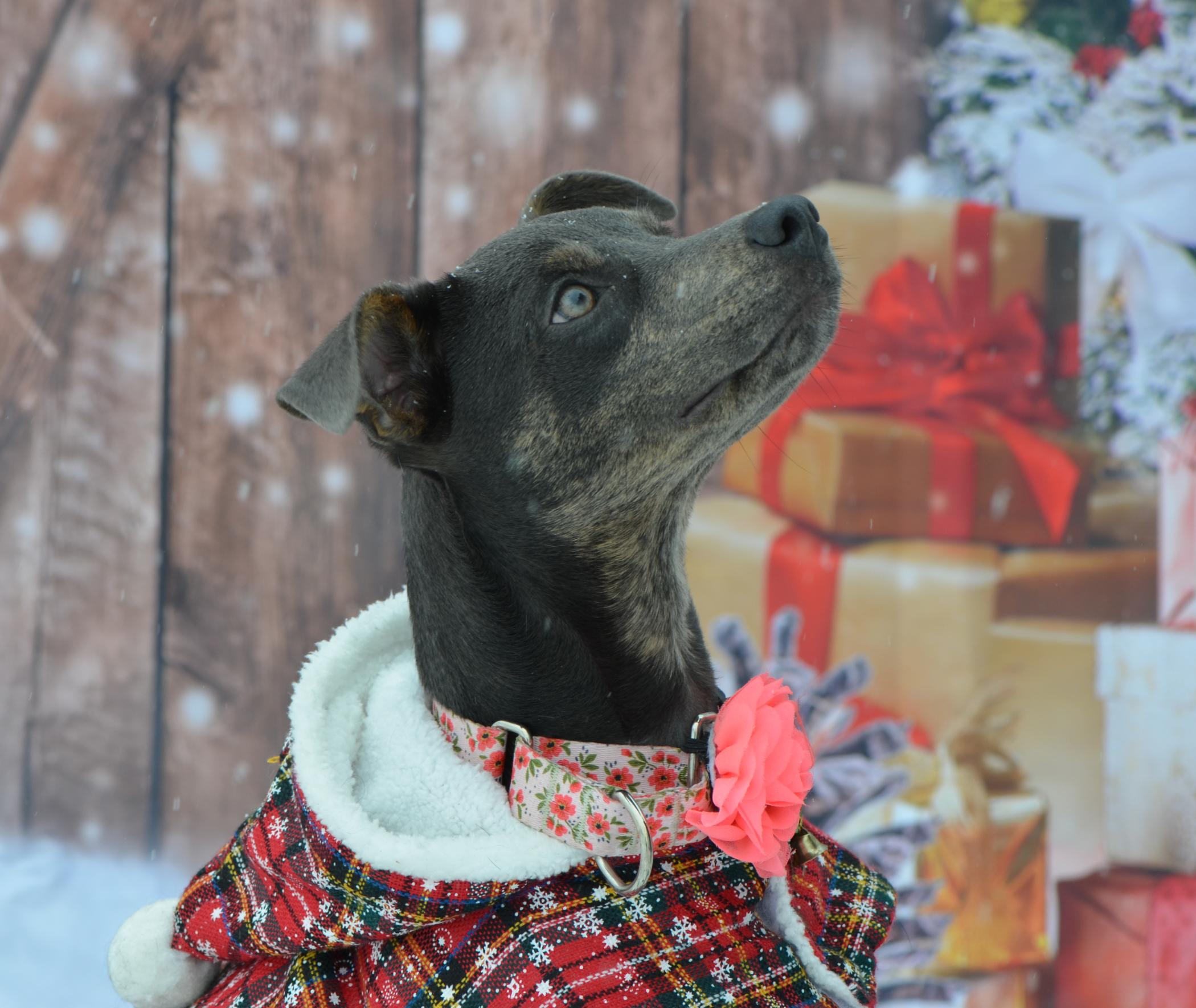 Peanut, a Adoptable Mixed Breed in Hopkinton, MA image 3/6
