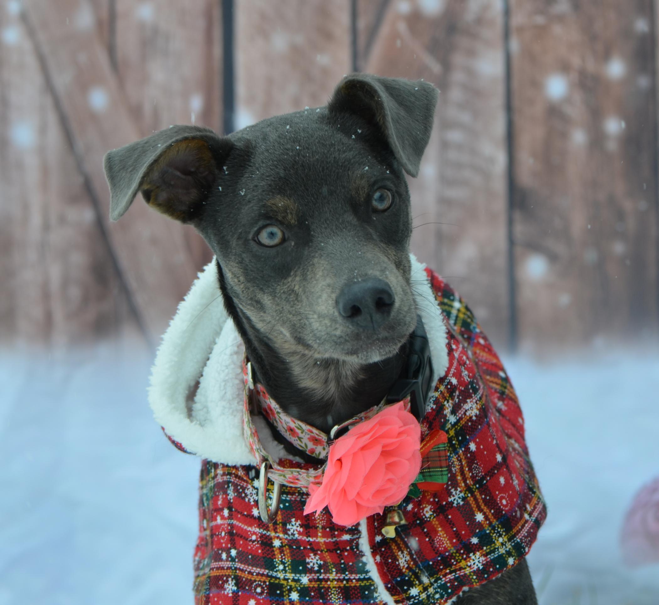 Peanut, a Adoptable Mixed Breed in Hopkinton, MA image 4/6