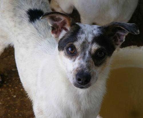 Enlarge Pap, a Adoptable mixed breed in Floresville, TX image 1/2