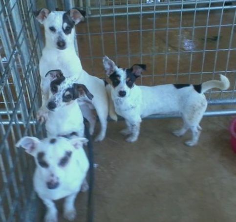 Enlarge Pap, a Adoptable mixed breed in Floresville, TX image 2/2