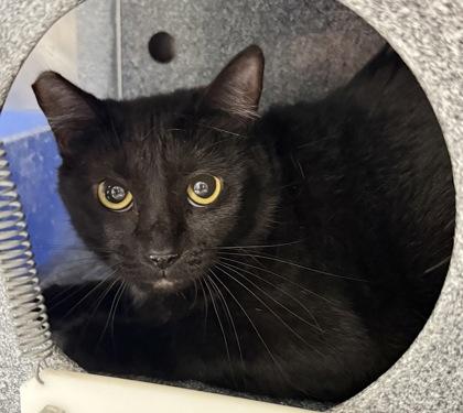 Princess, Adoptable, Young Female Domestic Short Hair & Domestic Short Hair.