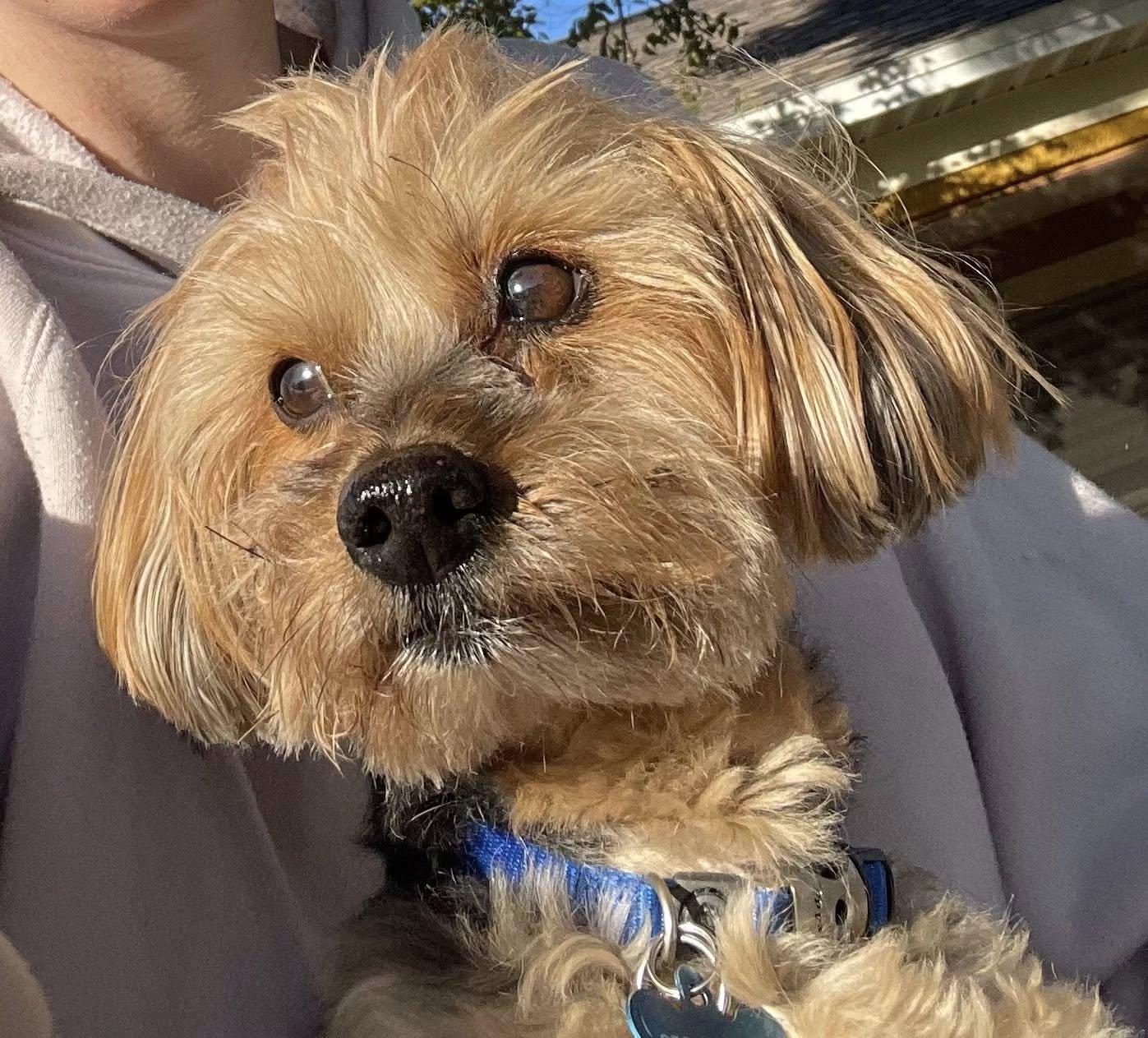 Colby, ADOPTABLE, Senior Male Yorkshire Terrier.