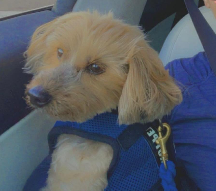 Enlarge Colby, a ADOPTABLE Yorkshire Terrier in Cape Coral, FL image 2/2